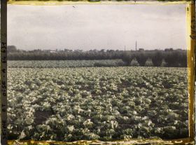 Image représentant Ile de France, Sarcelles St Brieuc, Champs de Salades au Soleil Couchant