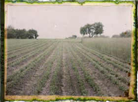Image représentant Ile de France, Frepillon, Blé et pois