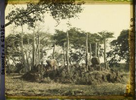 Image représentant Tertre de guerre des rois du Dahomey