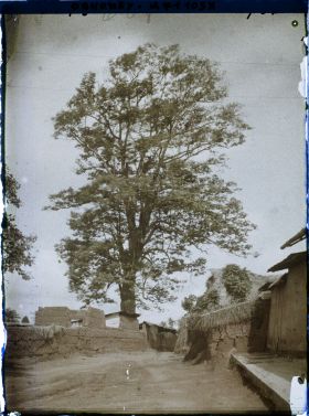 Image représentant Dans le village indigène, un Iroko (ou milicia exclesa) sacré ou arbre fétiche