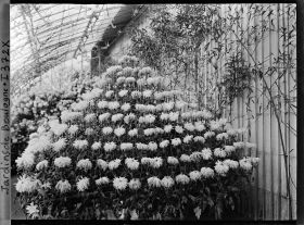 Image représentant Composition florale constituée de chrysanthèmes, dans une des serres adjacentes au jardin d'hiver