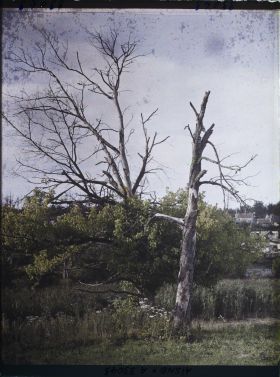 Image représentant France, Corcy, Arbre qui revient à la vie