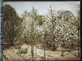Image représentant Fruitiers en fleurs dans la partie sud-est du verger-roseraie, vus en direction du nord-ouest ?