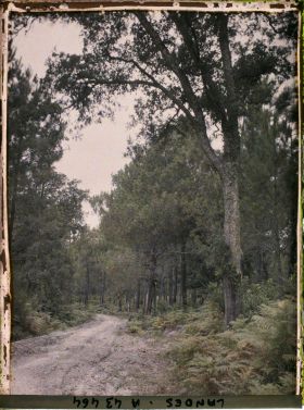 Image représentant Une forêt de chênes liège sur la route de Bayonne à Cap Breton