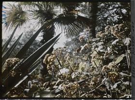 Image représentant le Jardin