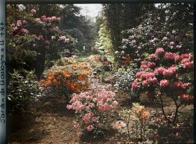 Image représentant Azalées près du Marais