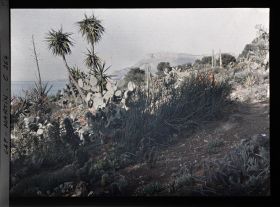 Image représentant Cap-Martin - Le Jardin