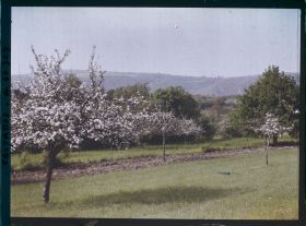 Image représentant Pommiers en fleurs