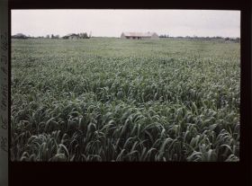 Image représentant France, Cuinchy, Champ de blé et ferme