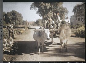 Image représentant Un attelage à deux boeufs dans le parc du palais