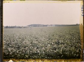 Image représentant Seine et Marne, Guermantes, Champs de Betteraves