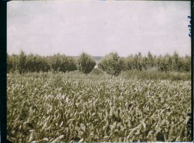 Image représentant Ile de France, Sarcelle St Briec, Verger de poiriers