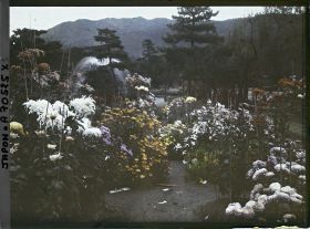 Image représentant Massifs de chrysanthèmes dans le parc zoologique (Dobutsuen-mae)