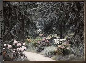 Image représentant Rhodos et sapins bleus