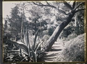 Image représentant le jardin