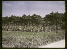 Image représentant France, Marly le Roi, Petit Champ de Vignes et pruniers