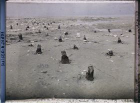 Image représentant Site palafittique préhistorique des Alpes, pieux en bois visibles lors de la baisse des eaux après la grande sécheresse de 1921 sur le lac de Neuchâtel