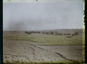 Image représentant Champs de maïs