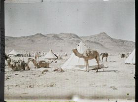 Image représentant Le camp des forces arabes