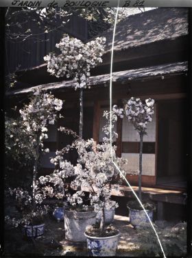 Image représentant Prunus et autres plantes en pots fleuris, devant la maison ouest du " village japonais "
