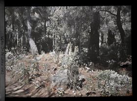 Image représentant le Jardin