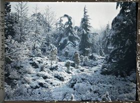 Image représentant Espace arboré du " sanctuaire japonais " sous la neige avec une allée menant au " village japonais "