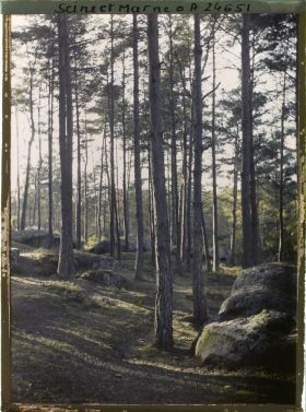 Image représentant Forêt