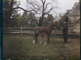 Image représentant Une jument et son poulain à la jumenterie du château de la Rivière