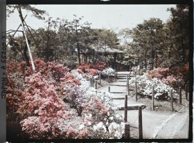 Image représentant Parc Hibiya : azalées en fleurs menant à un kiosque