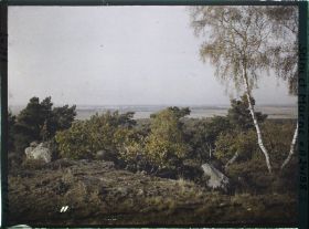 Image représentant Forêt