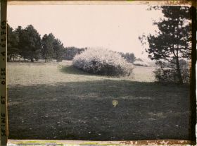 Image représentant Ile de France, Vallangoujard, Blé au début de la pousse et buisson d'épines
