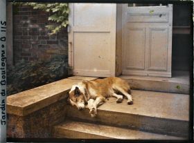 Image représentant Le chien Pierrot sur le perron du laboratoire des Archives de la Planète