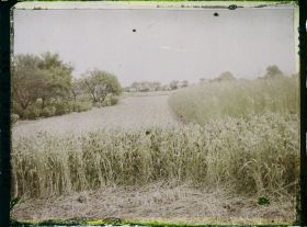 Image représentant Ile de France, Frepillon, Fourrages et seigle