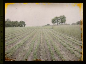 Image représentant Ile de France, Frepillon, Blé et pois