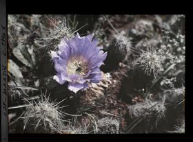 Image représentant Fleur de cactus violacée