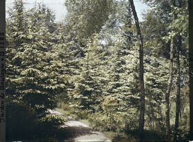 Image représentant La forêt dorée