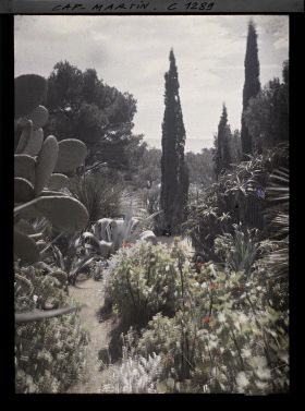 Image représentant Végétation, cyprès, pl. grasses.