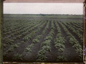 Image représentant France, Cuinchy, Un Champ de pommes de terre en pleine culture