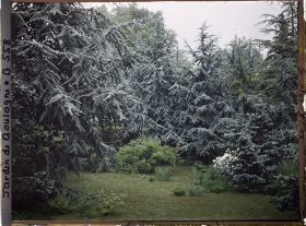 Image représentant Ecran feutré créé par les épicéas et les cèdres de la forêt bleue