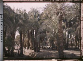 Image représentant Palmeraie