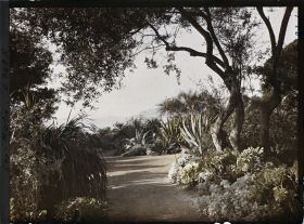 Image représentant Une allée de plantes exotiques