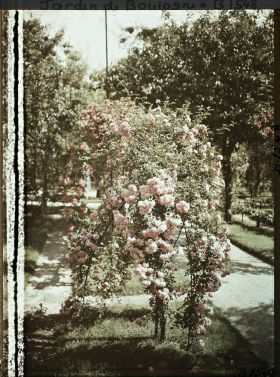Image représentant Rosier en fleur au bord d'une allée menant à la forêt bleue, dans la partie est du verger-roseraie