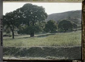 Image représentant Les grands chataîgners de la plain d'Ohrid