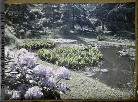 Image représentant L'Étang et touffe de rhodo mauve