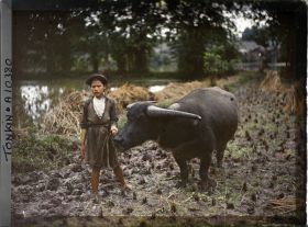 Image représentant Un buffle et sa gardienne dans une rizière