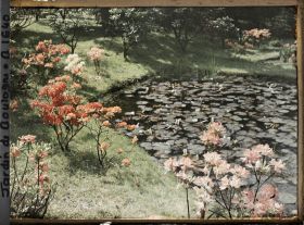 Image représentant Berges des " étangs " fleuries d'azalées, situées au nord-est du marais et vues en direction du sud