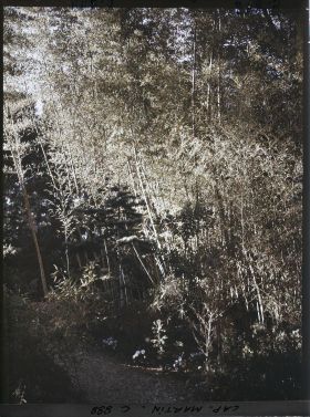 Image représentant Le petit bois de bambous