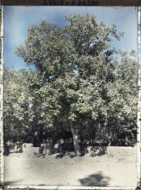 Image représentant Noyers au bord d'une route