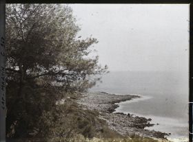 Image représentant Un pin près de la pointe du cap vue en direction de l'est