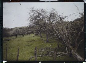 Image représentant Pommiers sur la route de Deauville